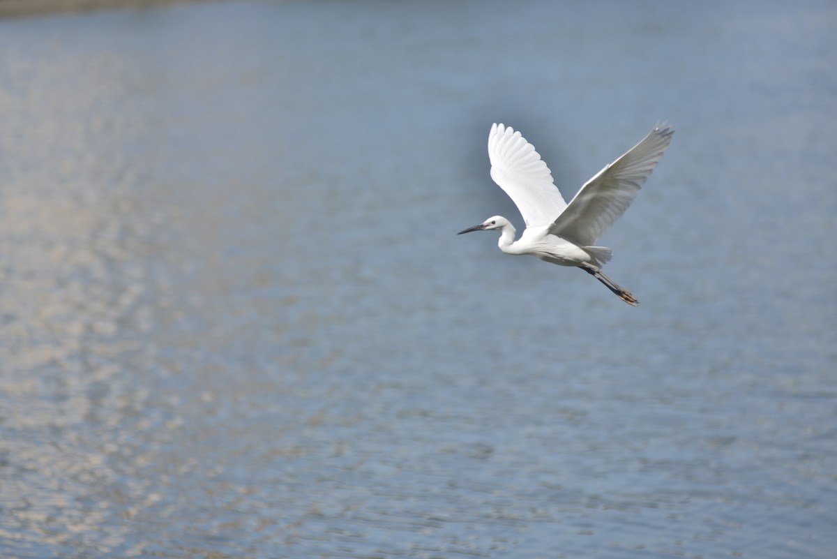 小钢炮打鸟白鹭