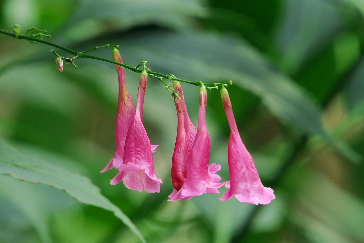 叉花草