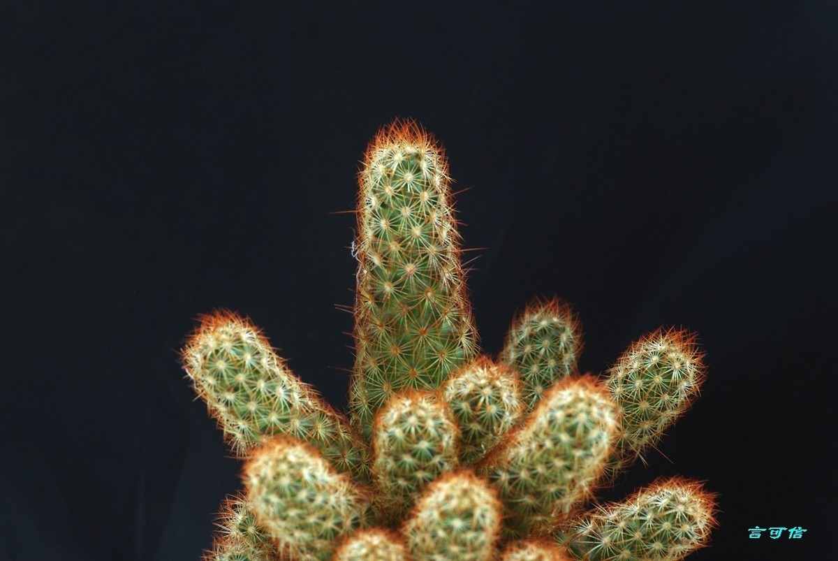 K200D宅家随拍肉肉