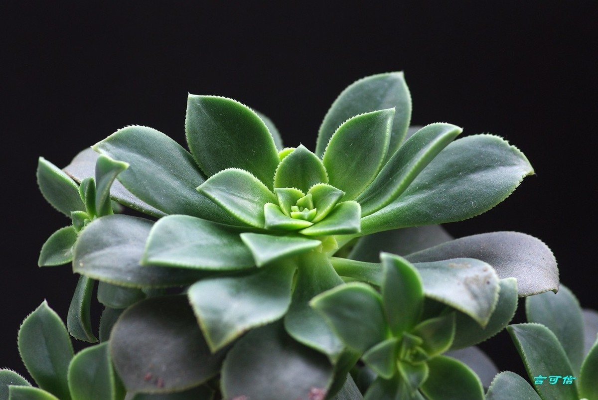 K200D宅家随拍肉肉