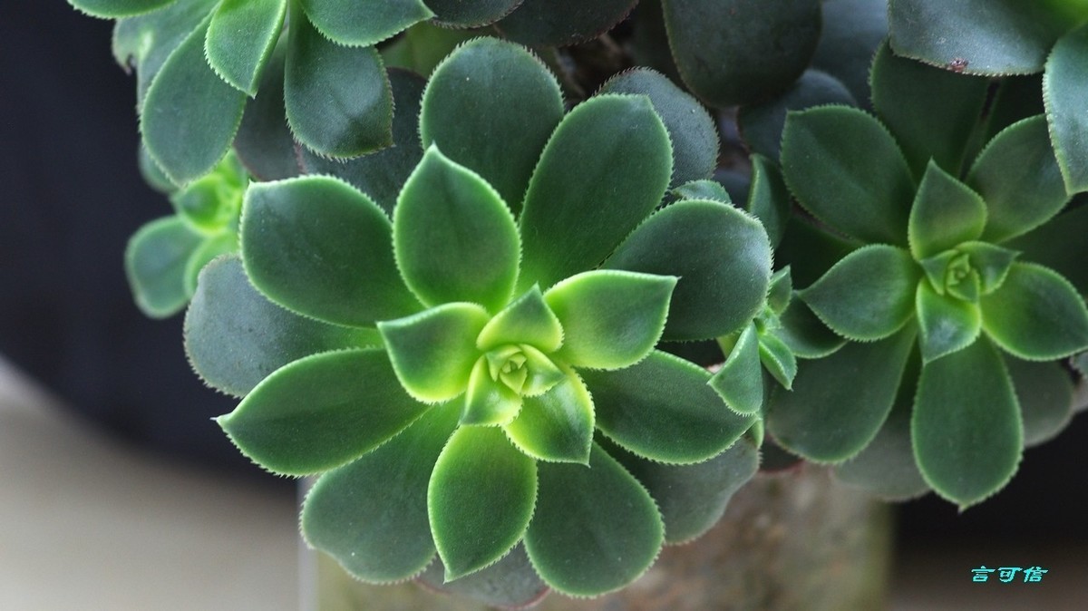 K200D宅家随拍肉肉