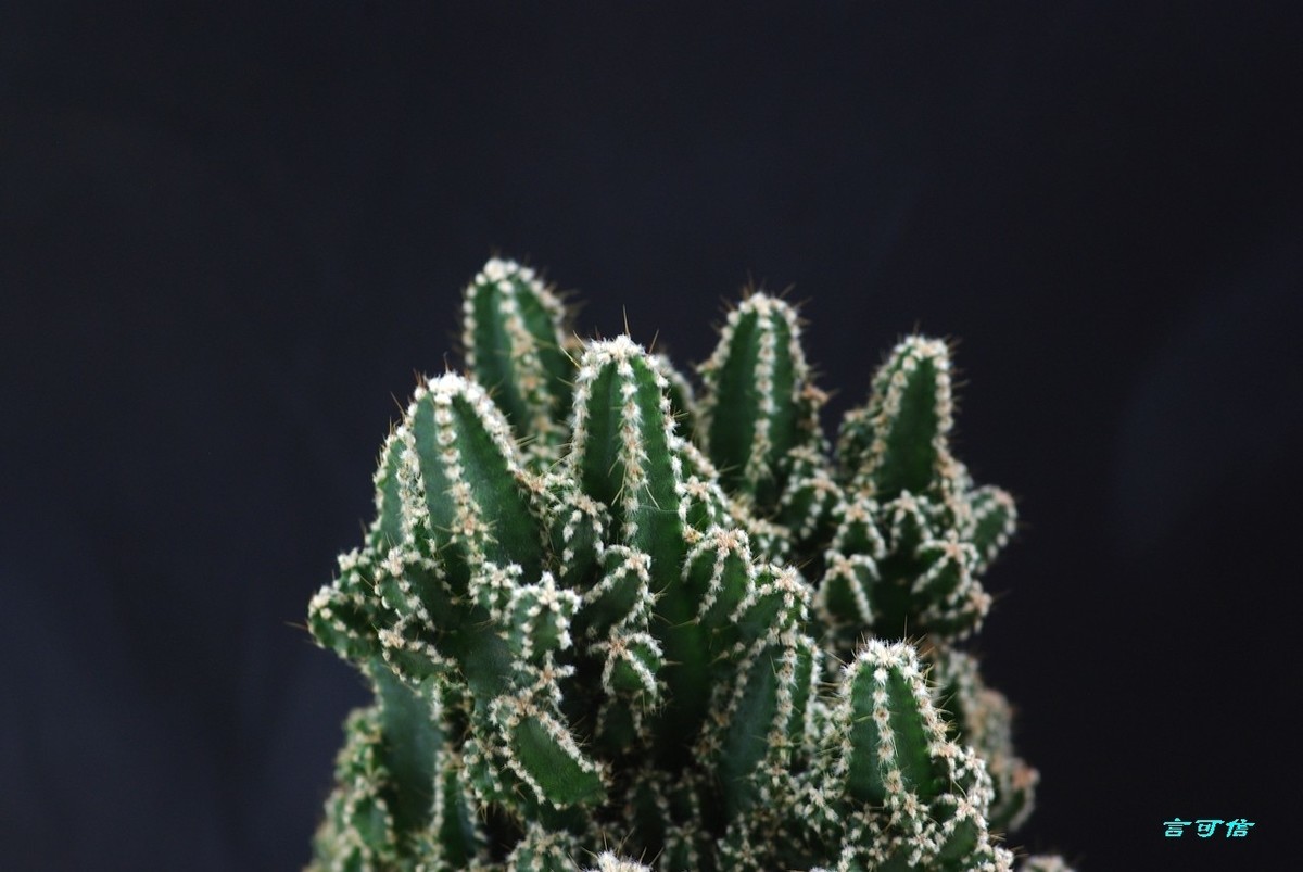 K200D宅家随拍肉肉