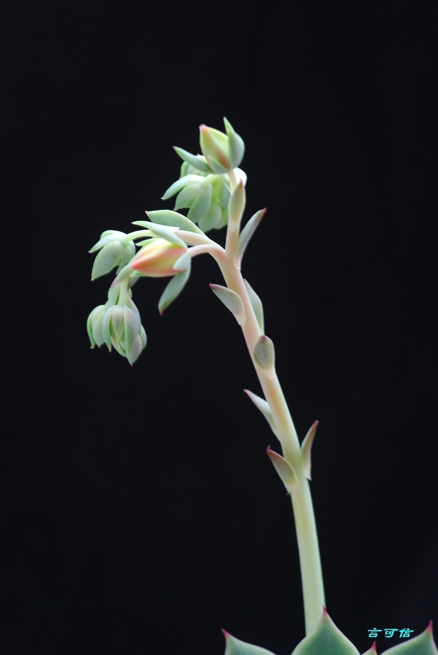 K200D宅家随拍肉肉