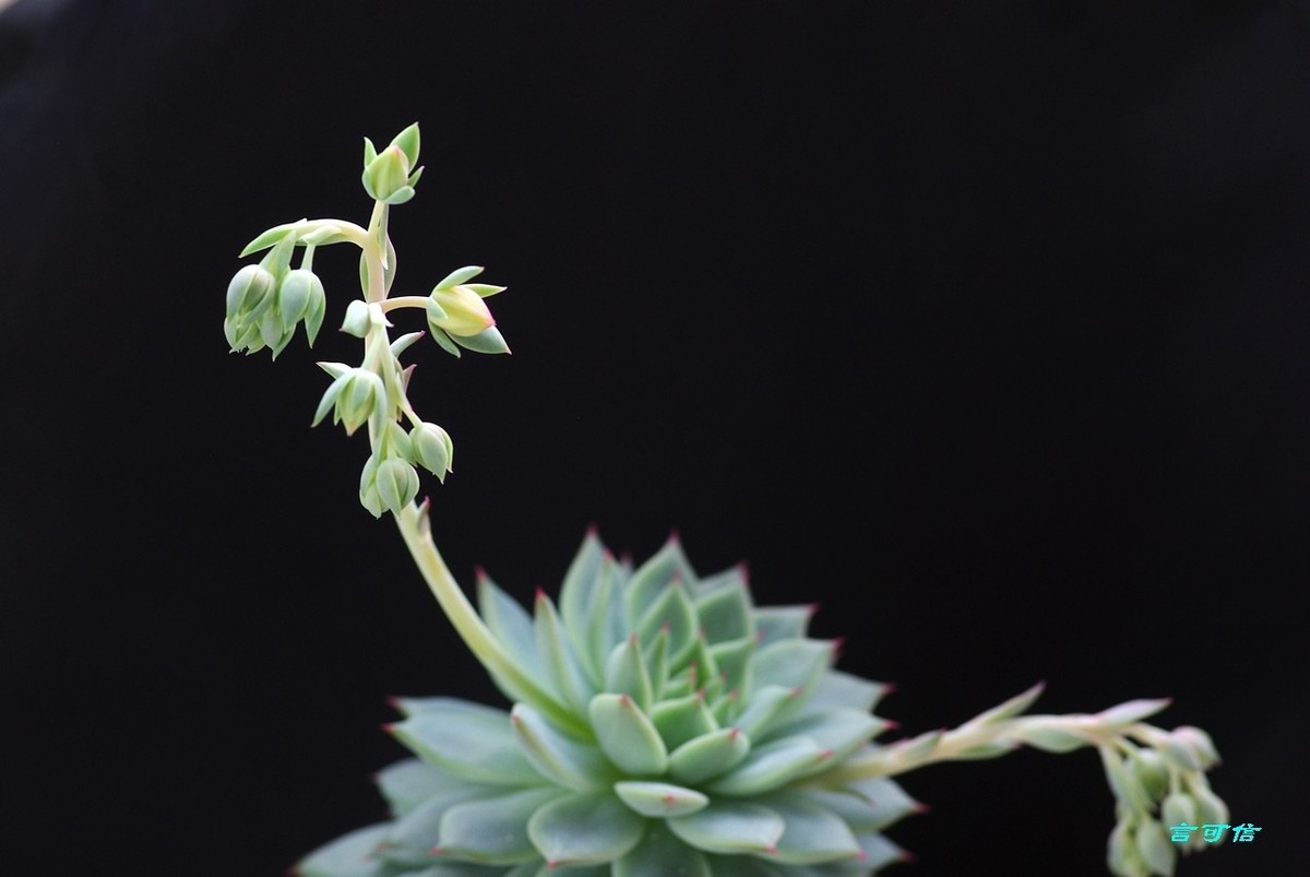 K200D宅家随拍肉肉