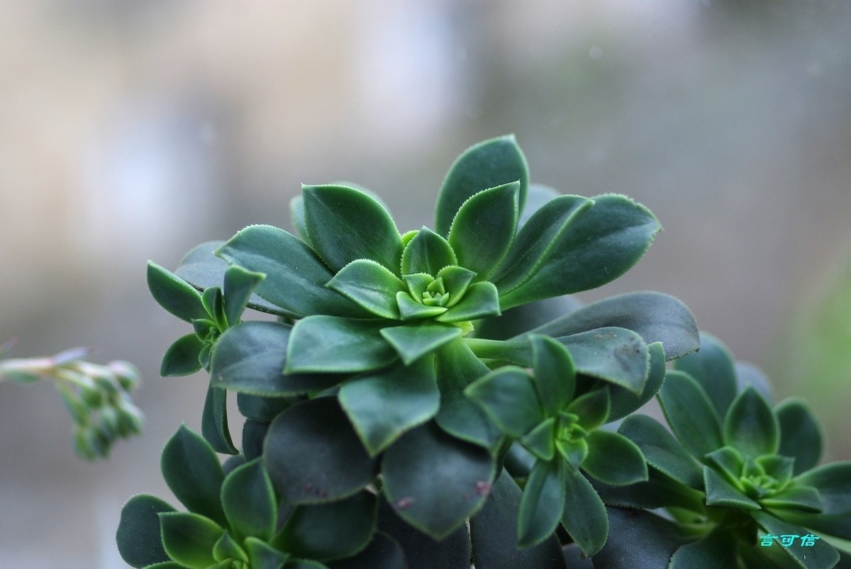 K200D宅家随拍肉肉