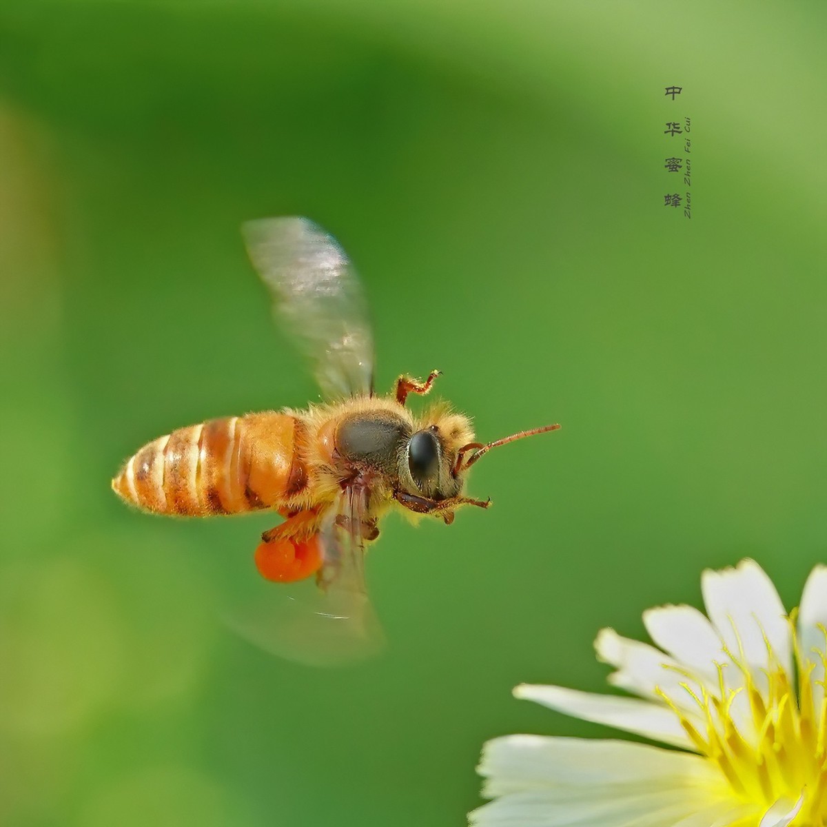 【小蜜蜂采蜜 (5)摄影图片】生态摄影_太平洋电脑网摄影部落