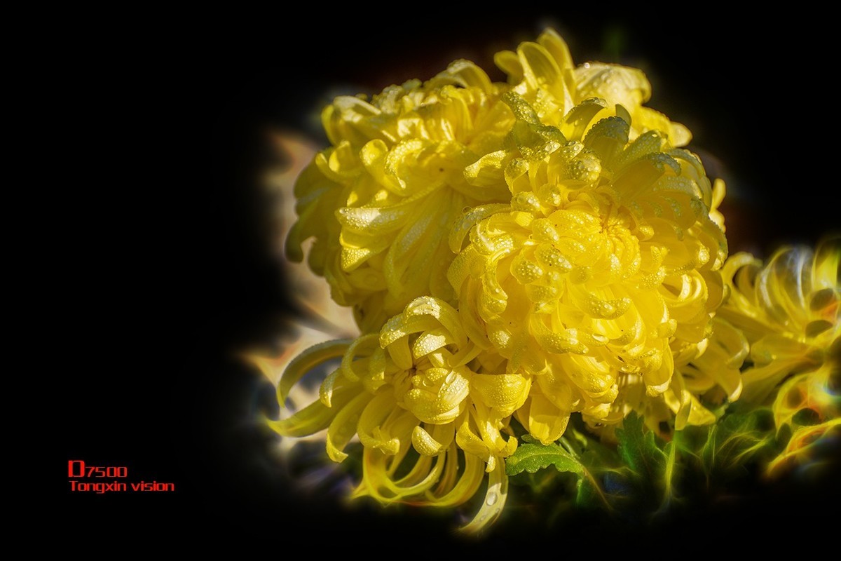 菊花（5）