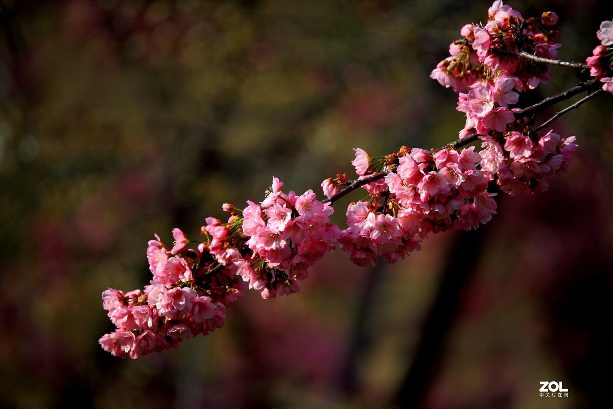 寻花(三)-中关村在线摄影论坛