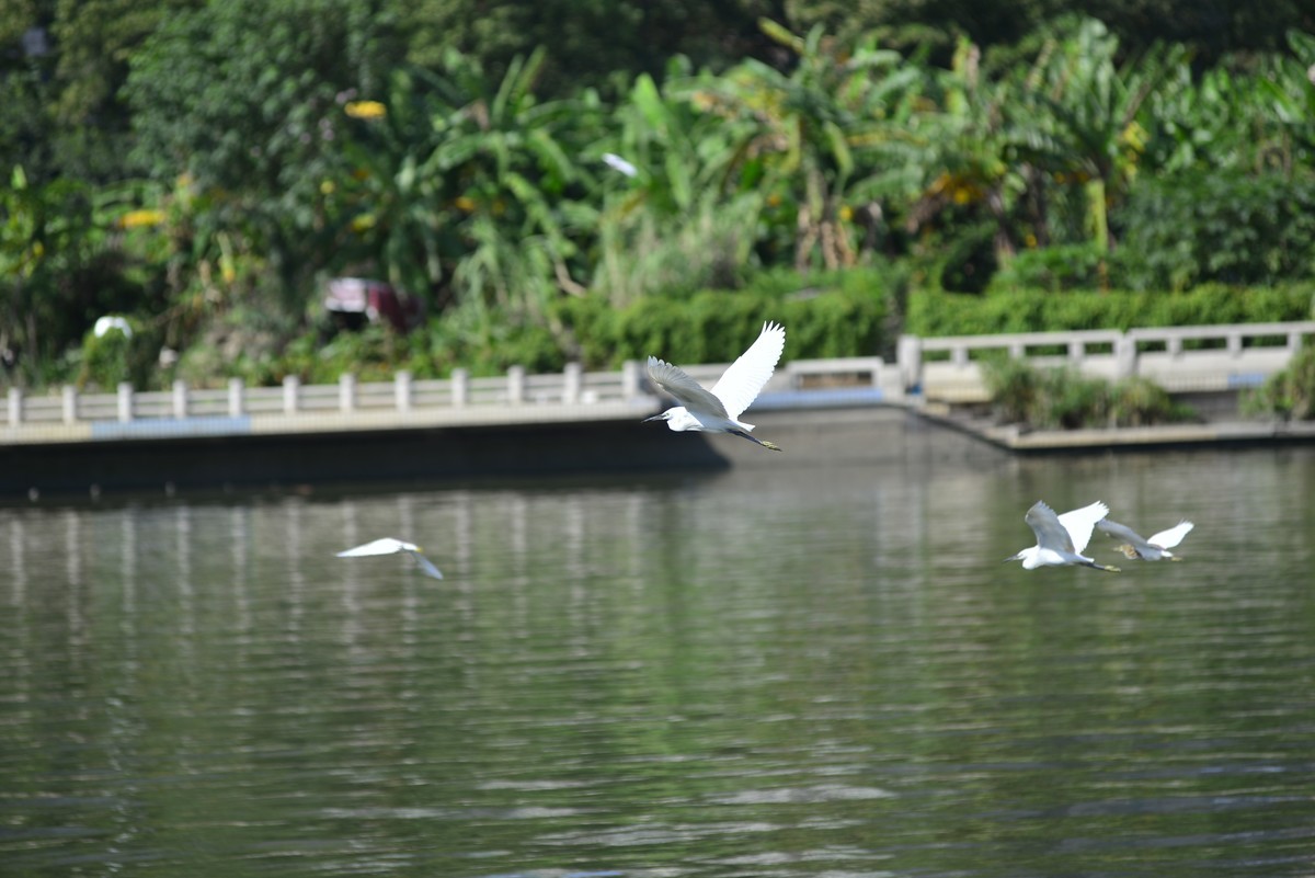 小钢炮打鸟白鹭