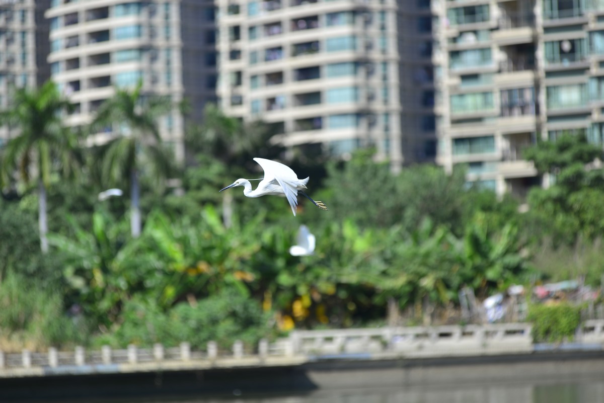 小钢炮打鸟白鹭