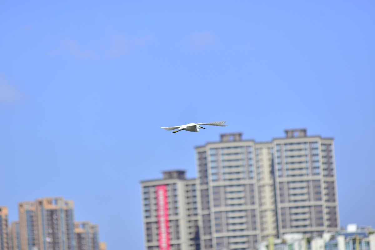 小钢炮打鸟白鹭