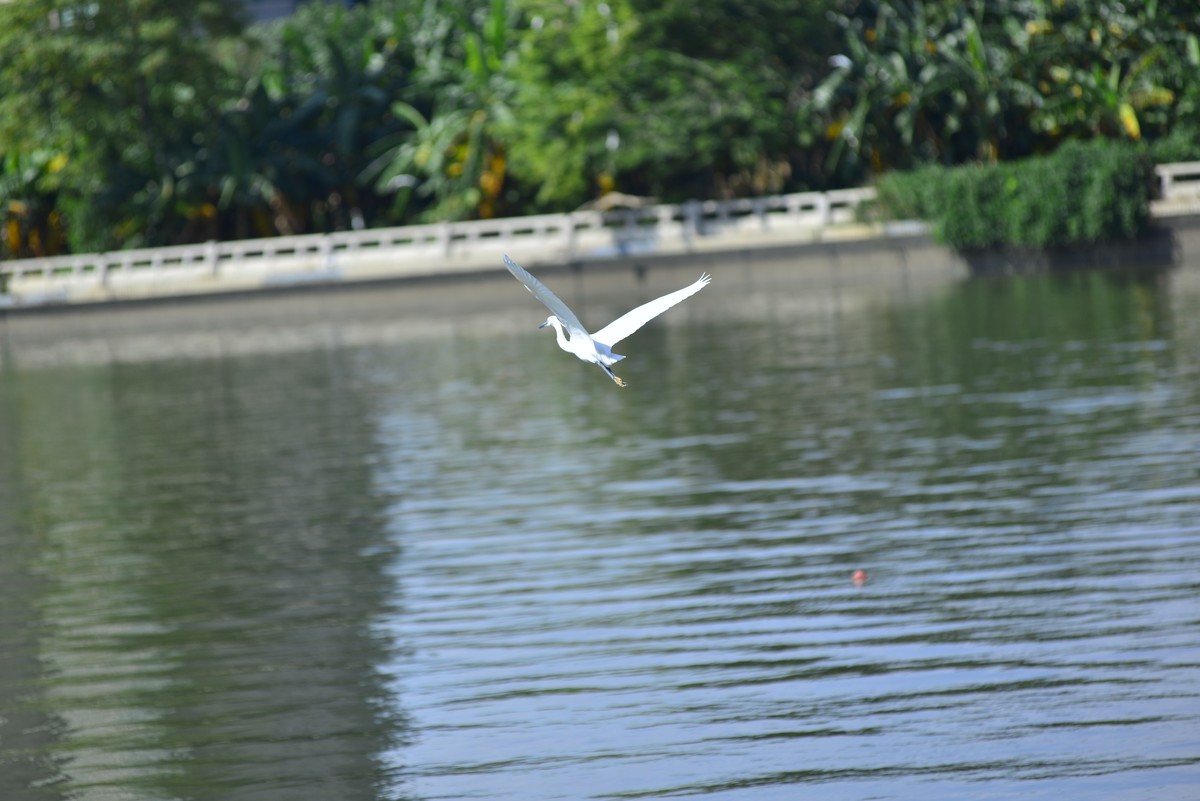 小钢炮打鸟白鹭