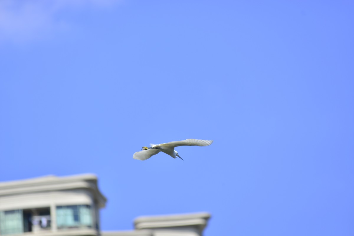 小钢炮打鸟白鹭