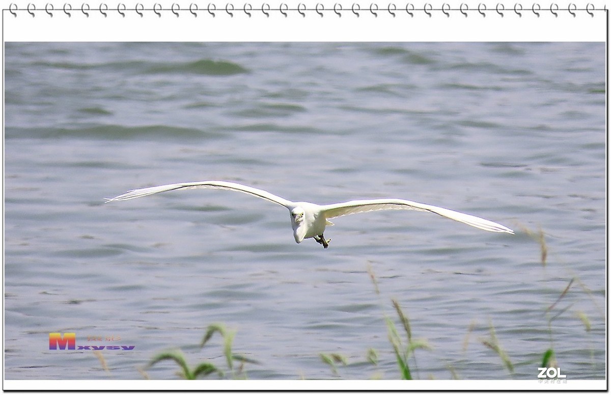 一行白鹭上青天