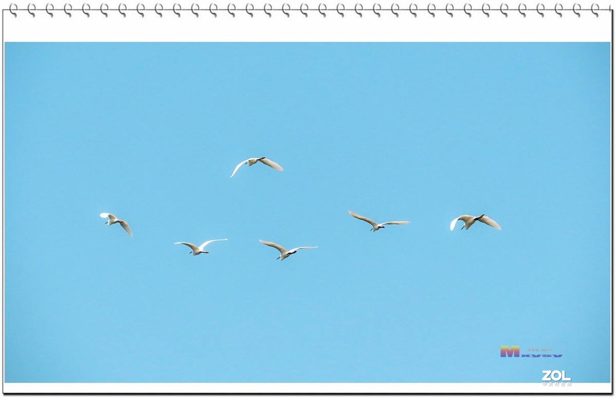 一行白鹭上青天