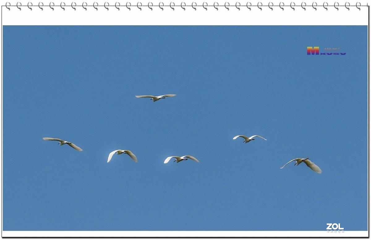 一行白鹭上青天