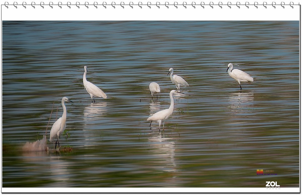 一行白鹭上青天