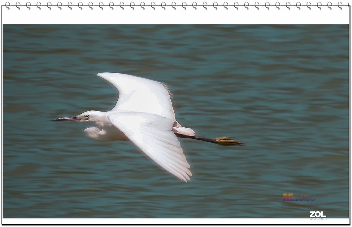 一行白鹭上青天