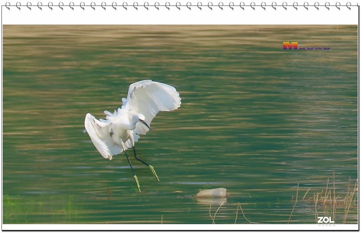 一行白鹭上青天