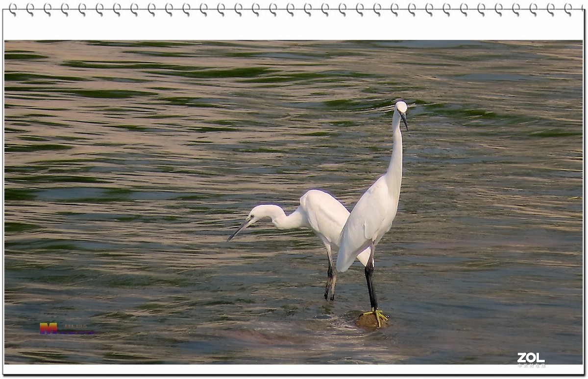 一行白鹭上青天