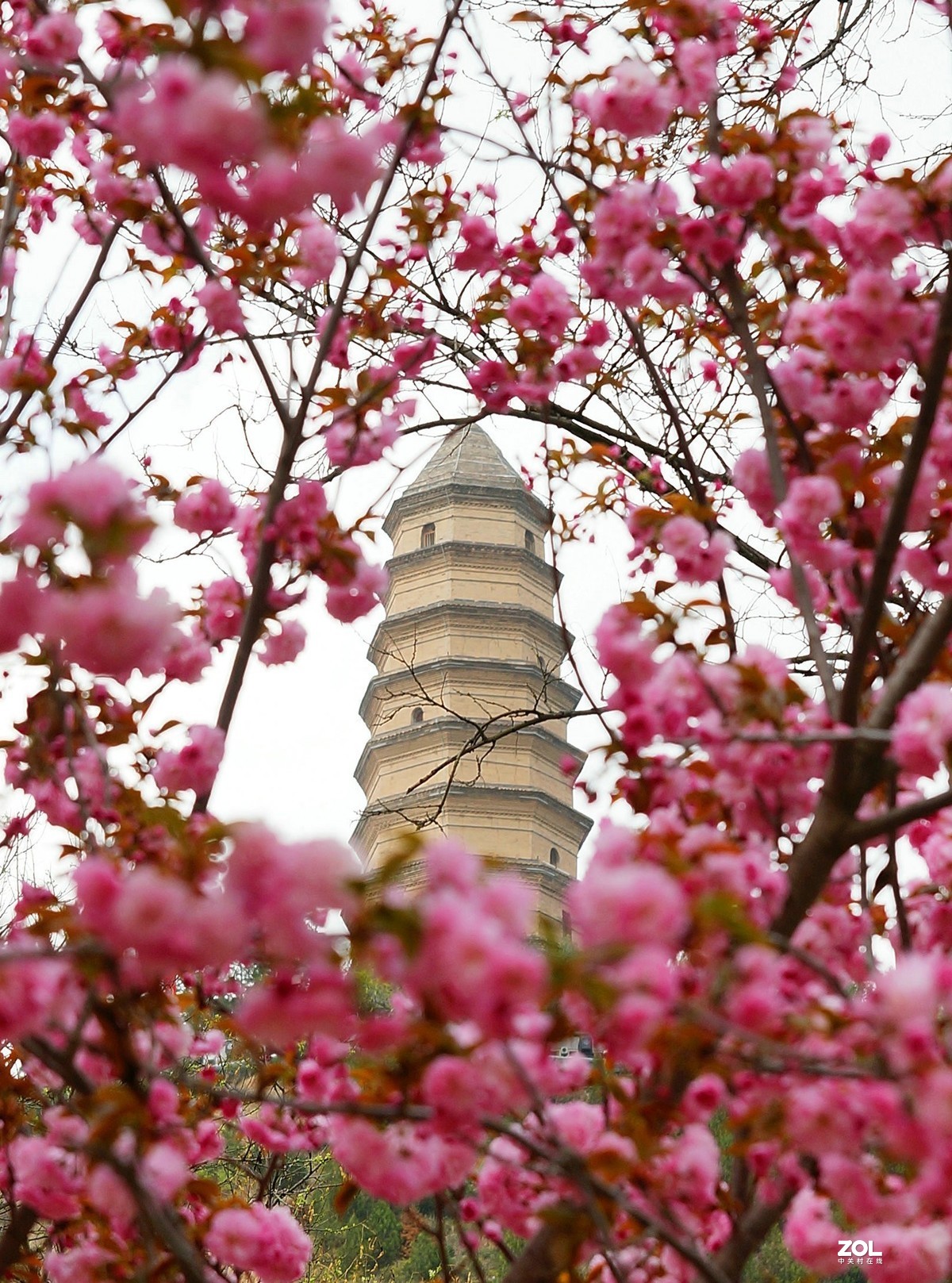 桃红柳绿映宝塔