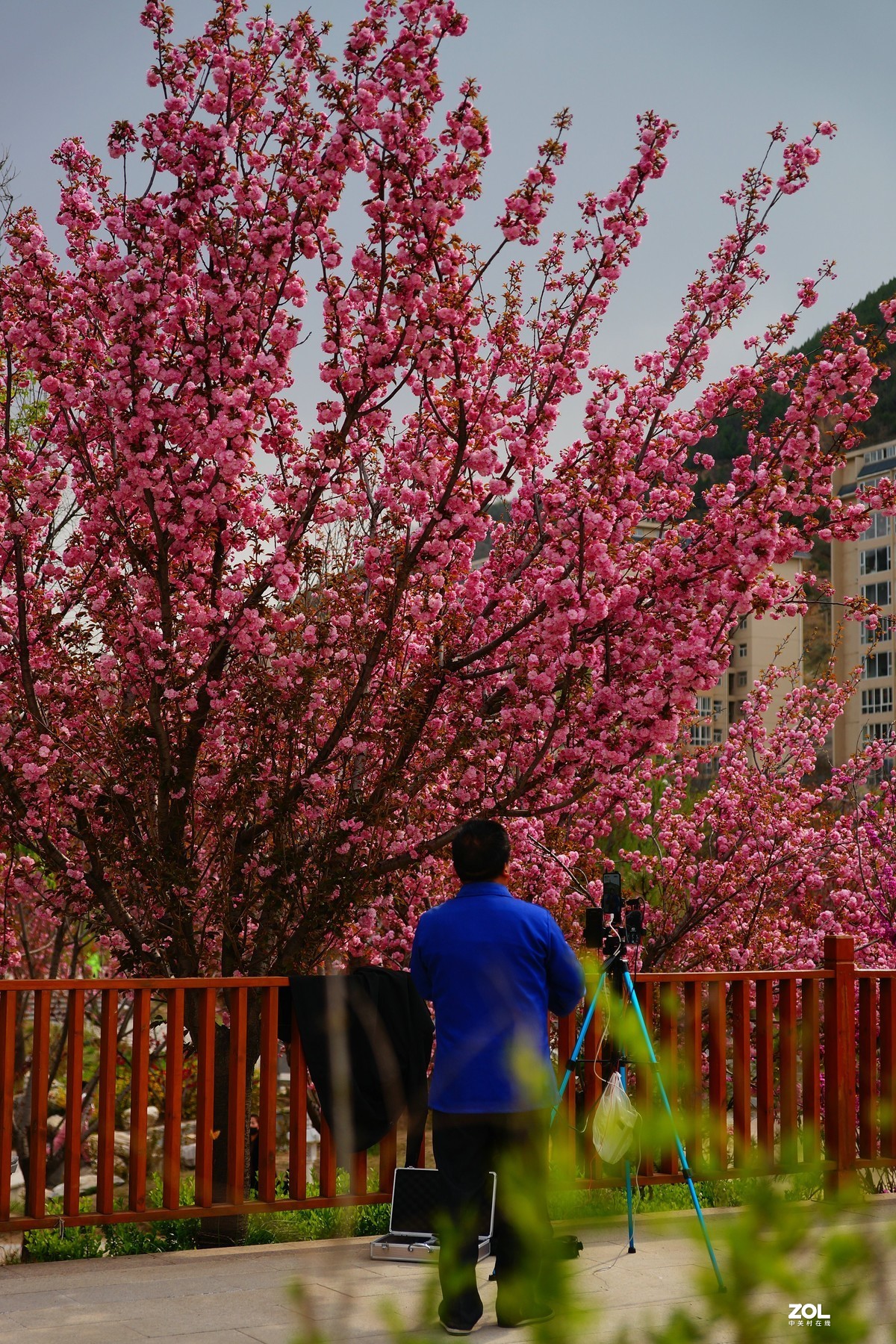 桃红柳绿映宝塔