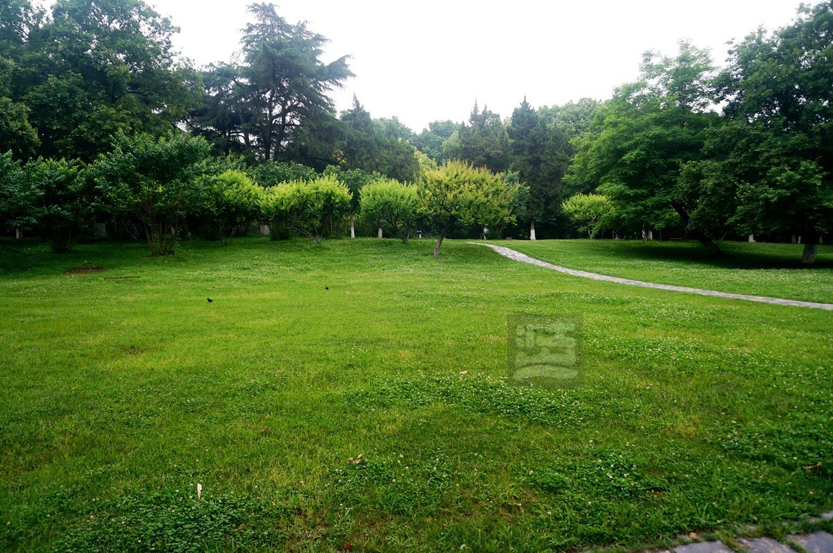 【家乡美】奔马石径草色新——武汉随笔