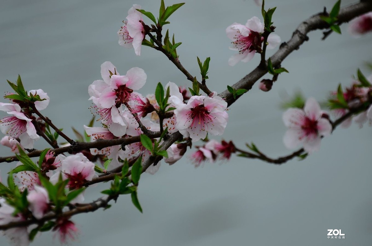 花卉系列【2300】