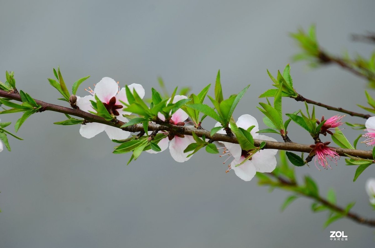花卉系列【2300】