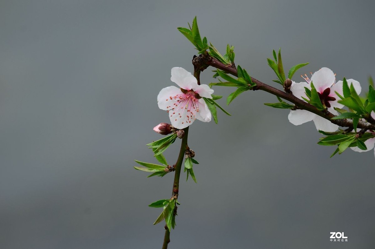 花卉系列【2300】