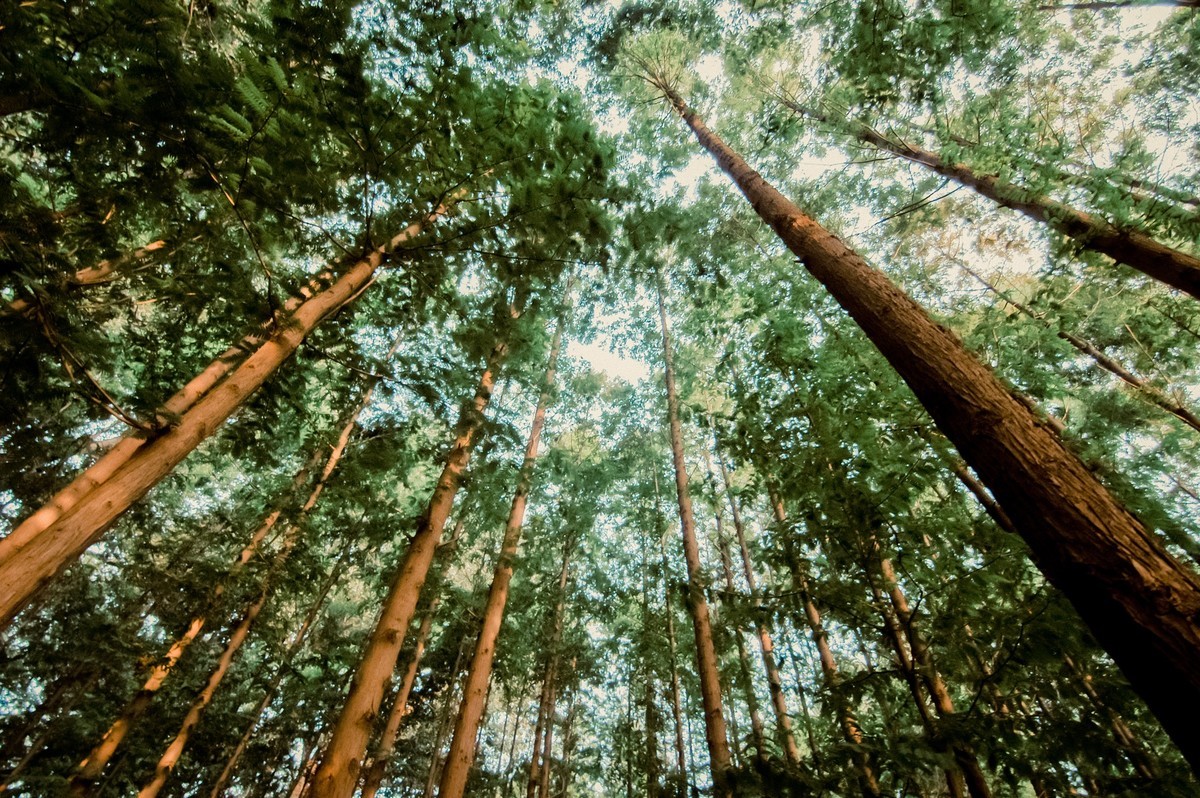 公园随拍  【尼康D100+图丽11-16】