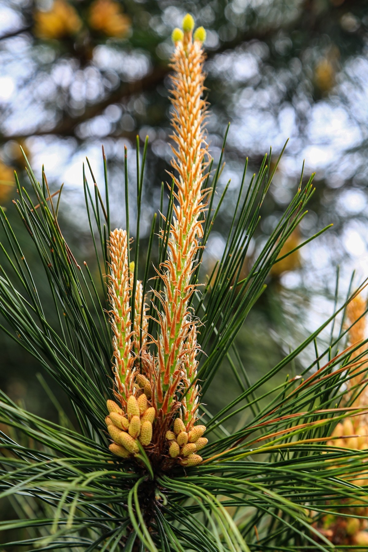回顾拍照的过程