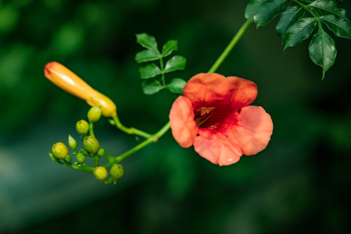 回顾拍照的过程
