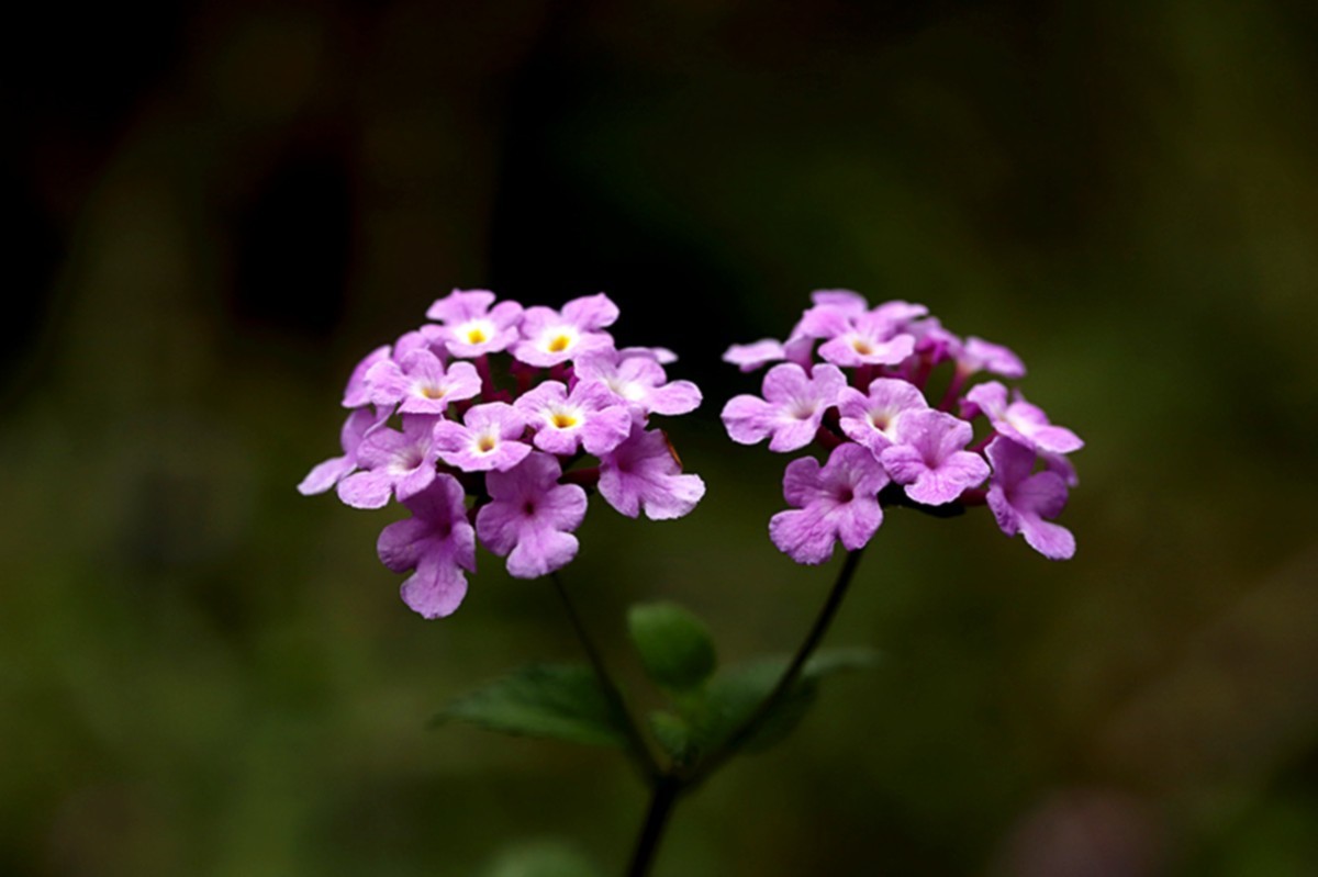 秋冬季节蔓马缨丹更艳丽