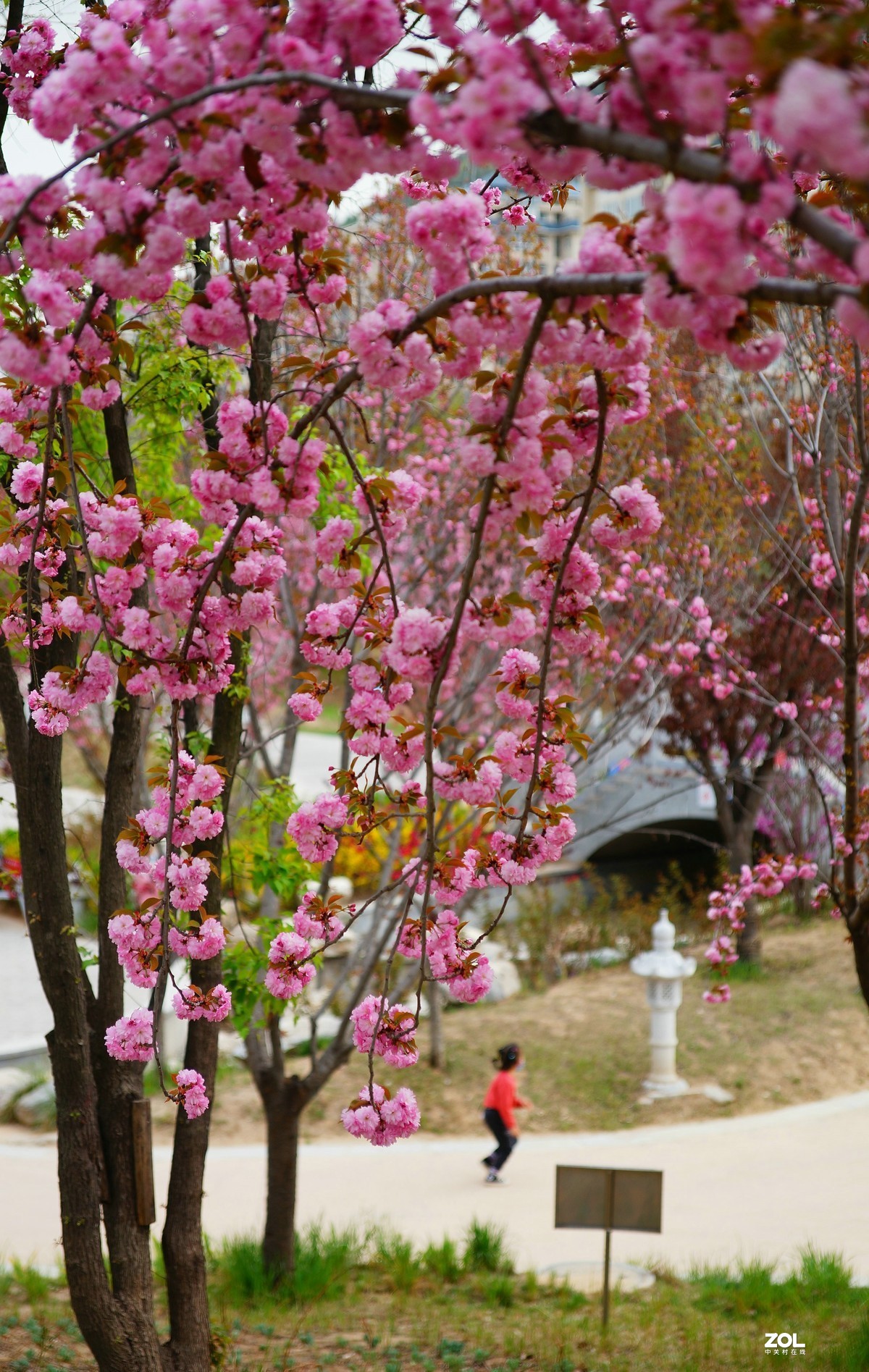 桃红柳绿映宝塔