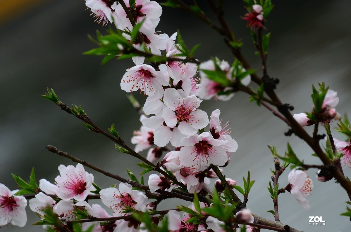 花卉系列【2300】