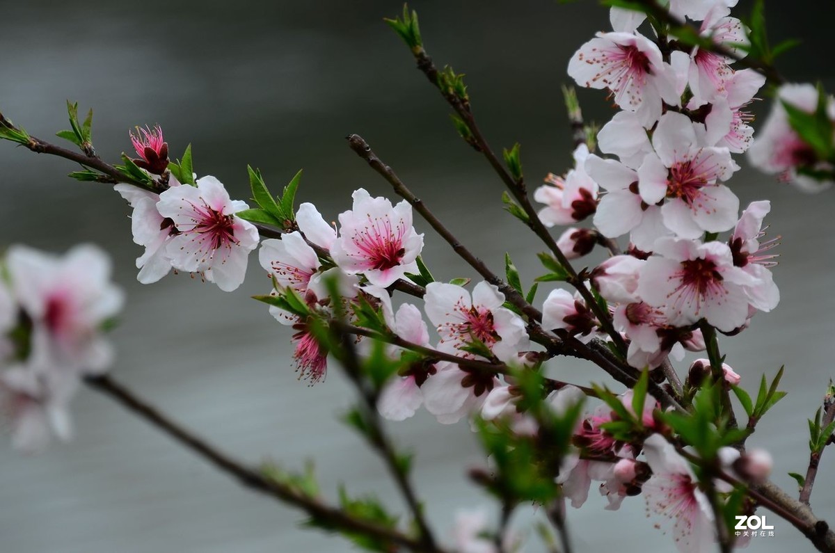 花卉系列【2300】