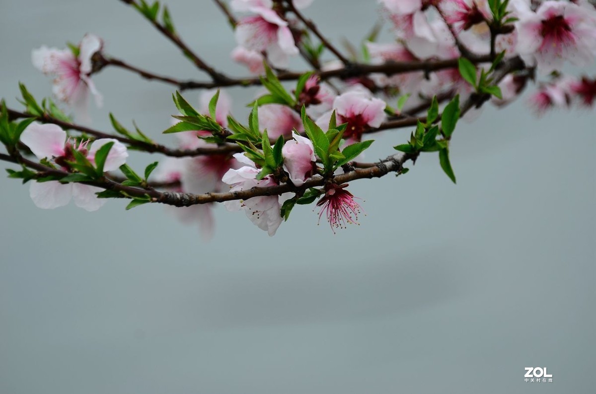 花卉系列【2300】