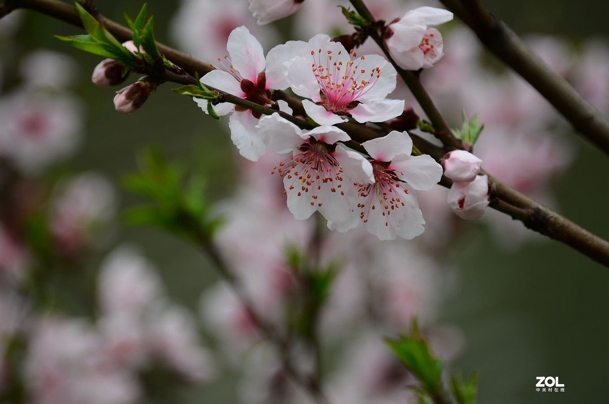 花卉系列【2300】