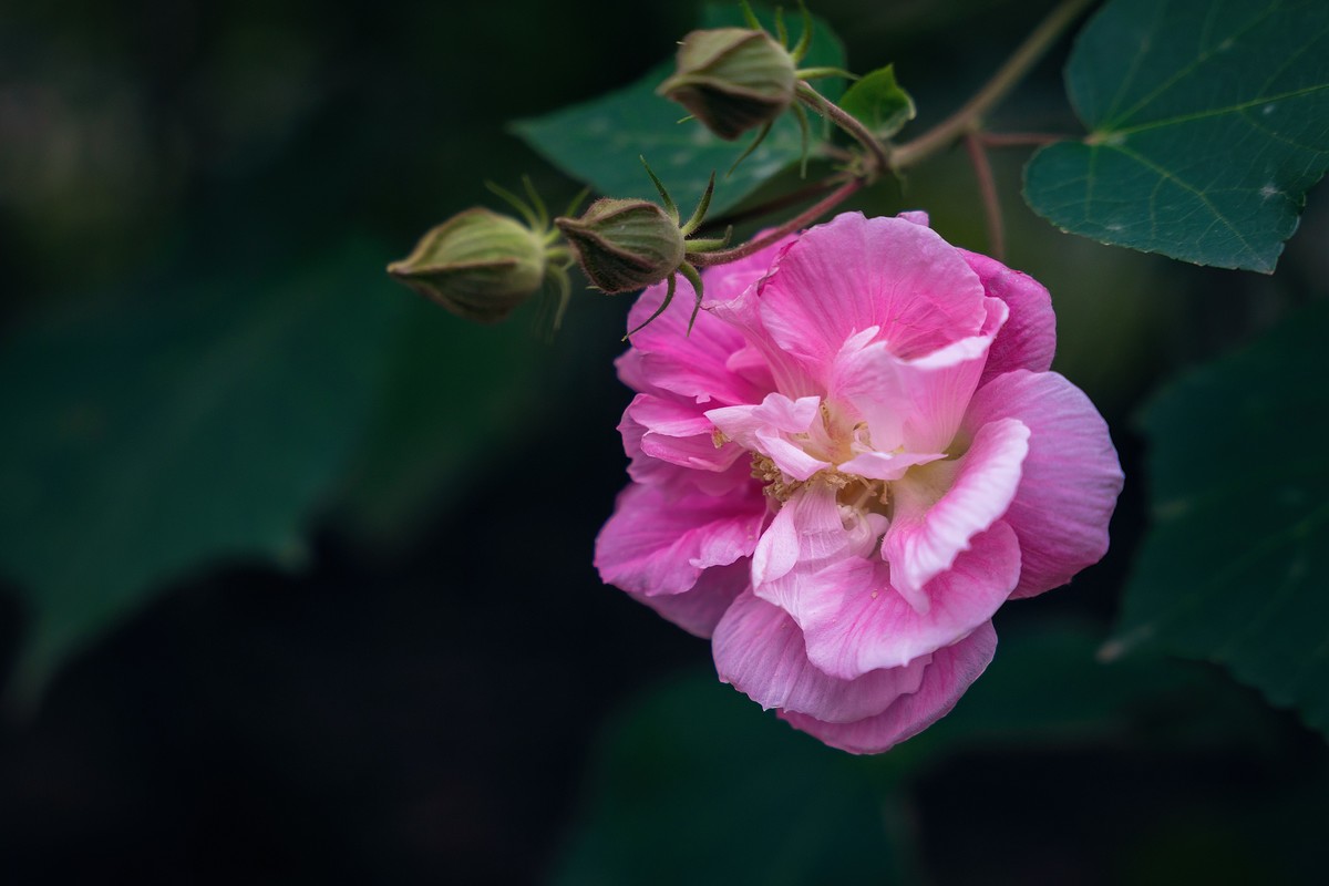 从日出到日落，从春夏到秋冬