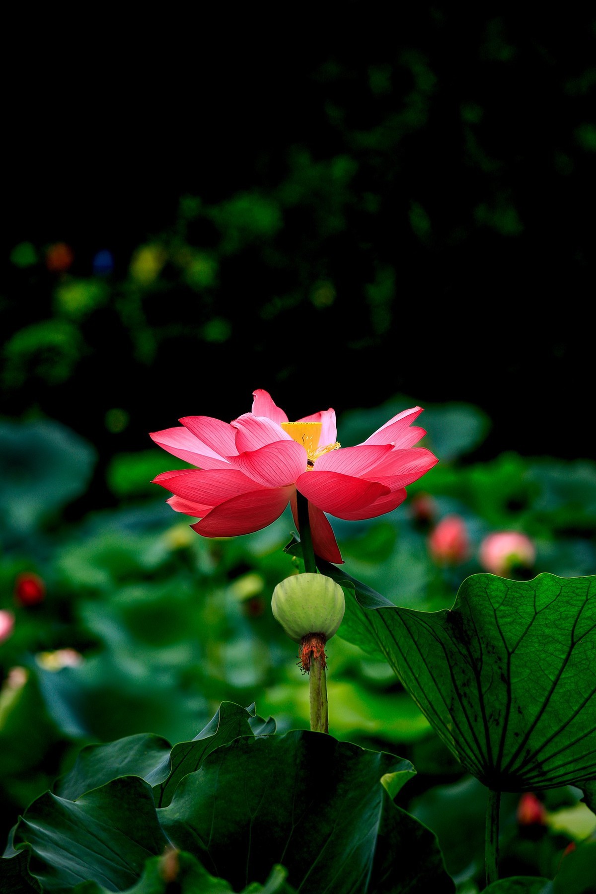 回顾拍照的过程