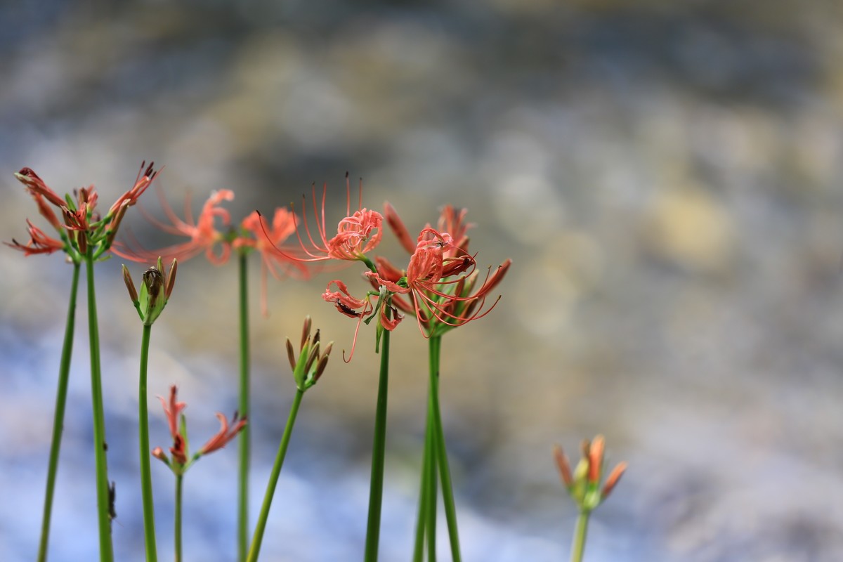 回顾拍照的过程