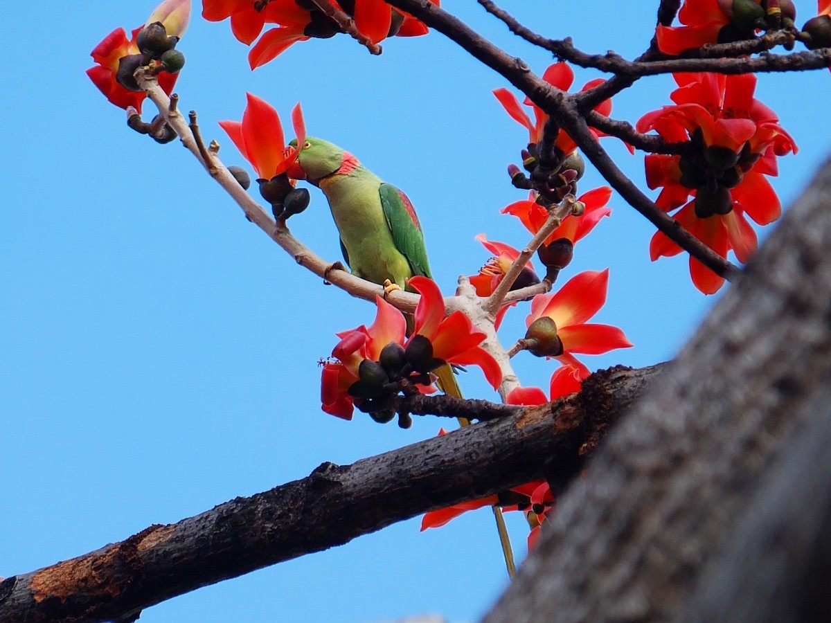 木棉树上的鹦鹉 (7) 完