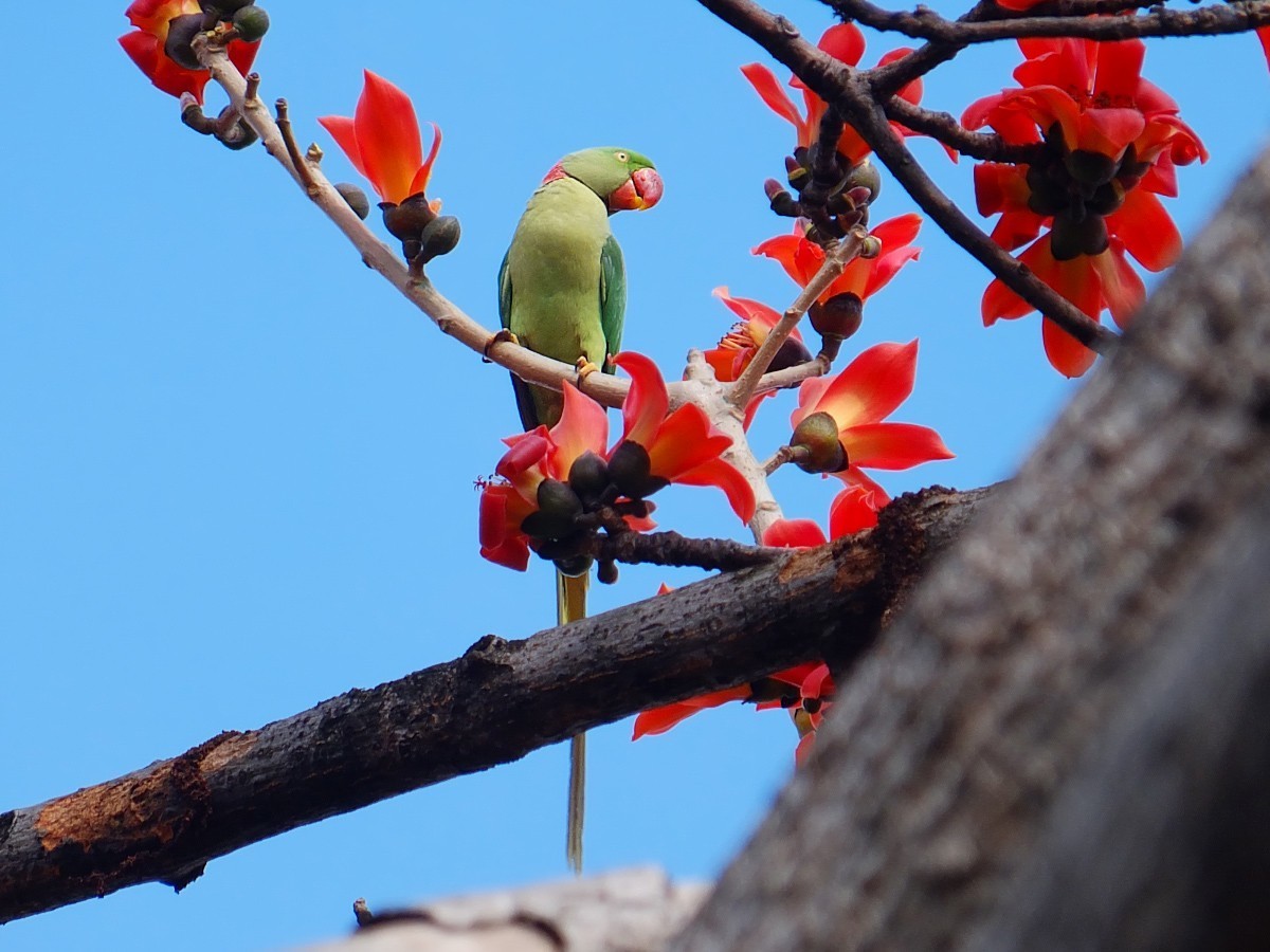 木棉树上的鹦鹉 (7) 完