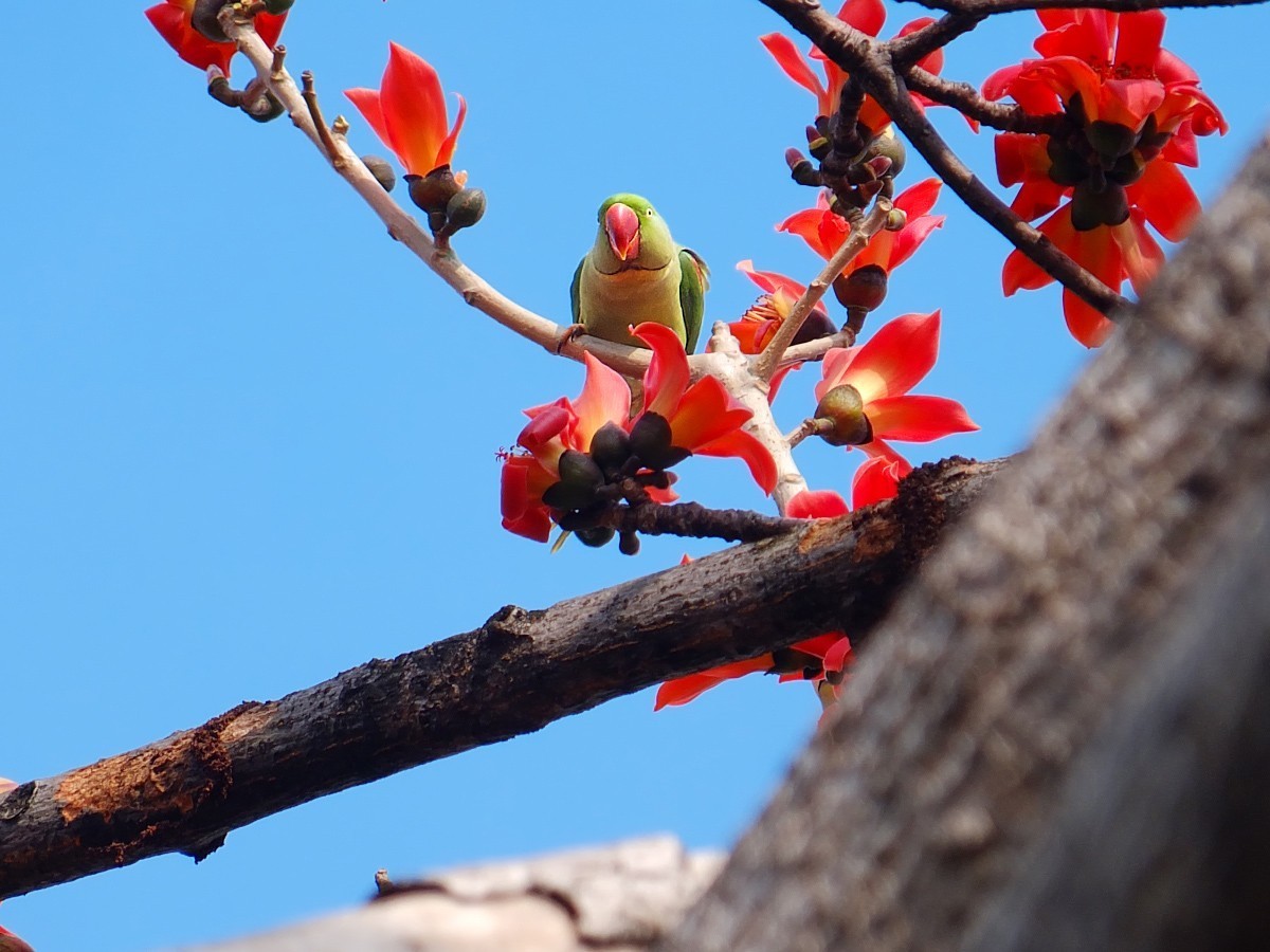木棉树上的鹦鹉 (7) 完