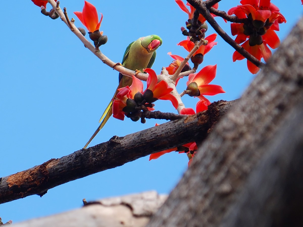 木棉树上的鹦鹉 (7) 完