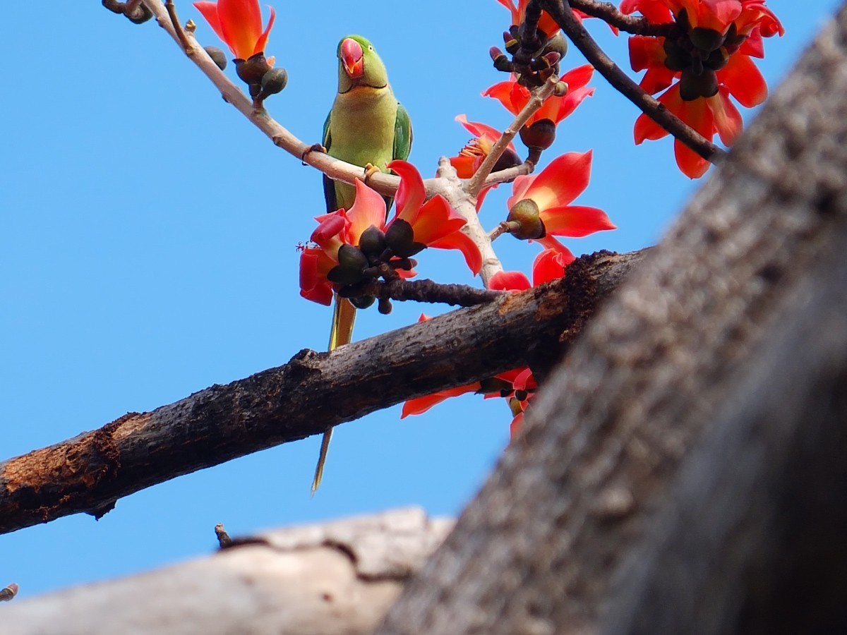 木棉树上的鹦鹉 (7) 完