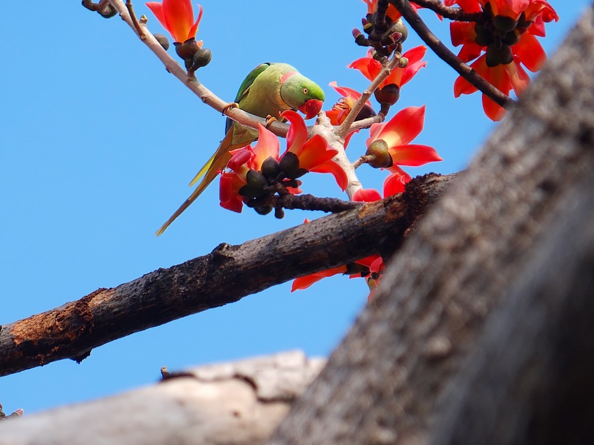 木棉树上的鹦鹉 (7) 完