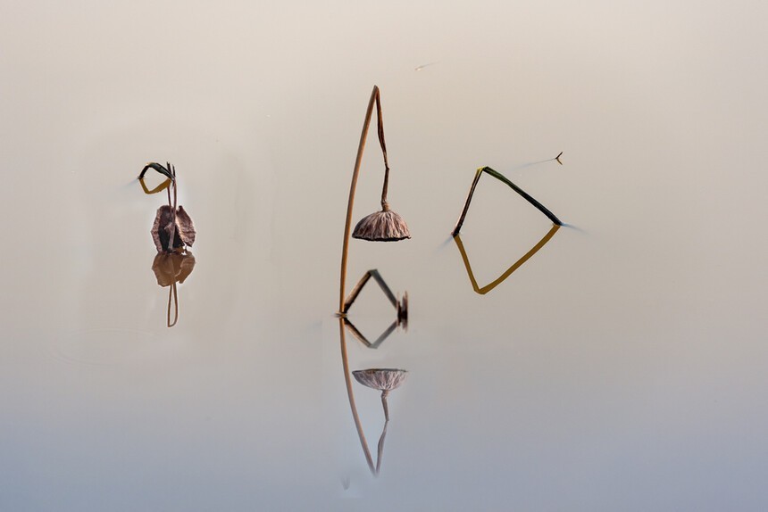 残荷深处梦思量