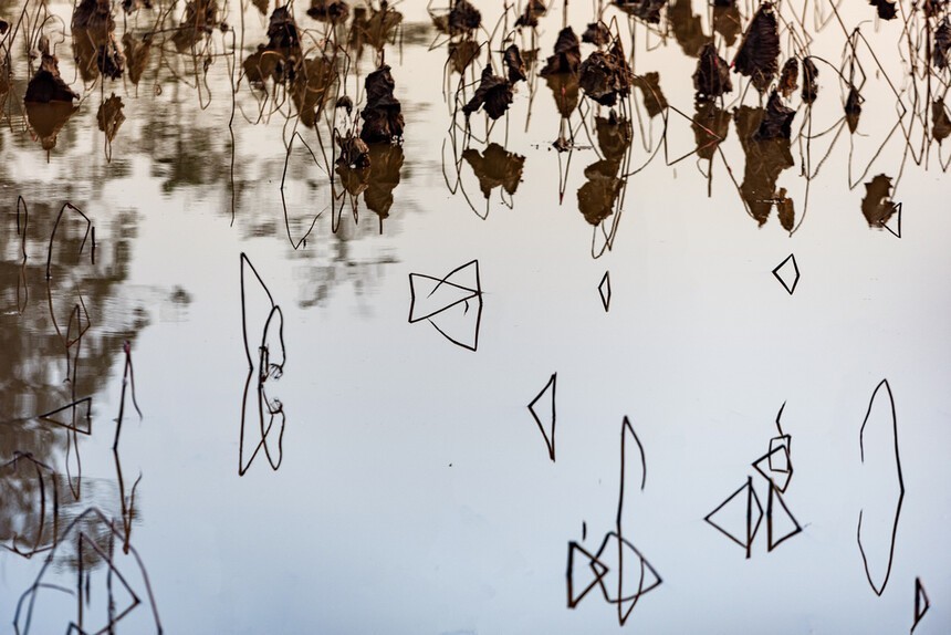 残荷深处梦思量